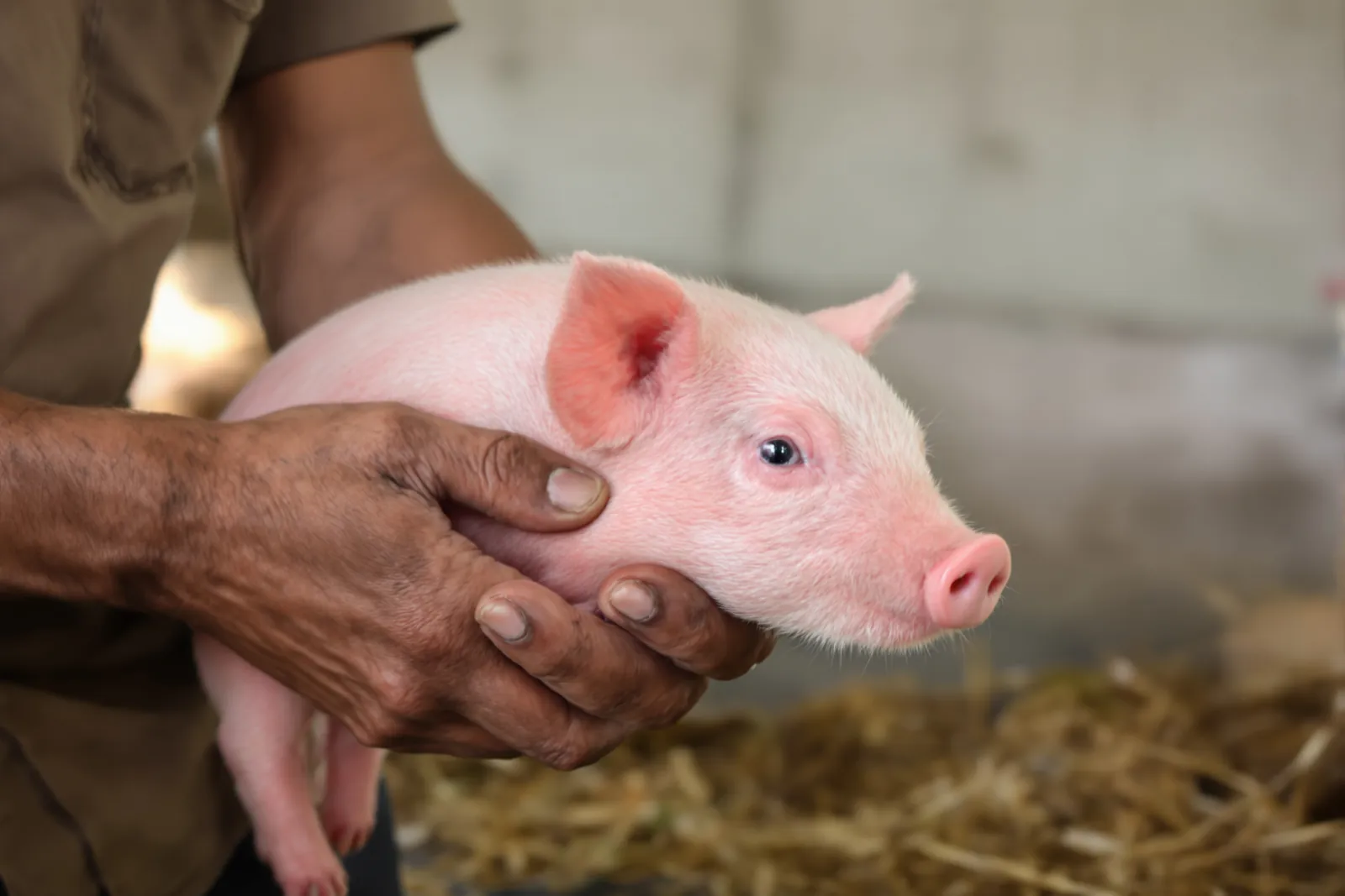 A worker’s hands holding a healthy piglet